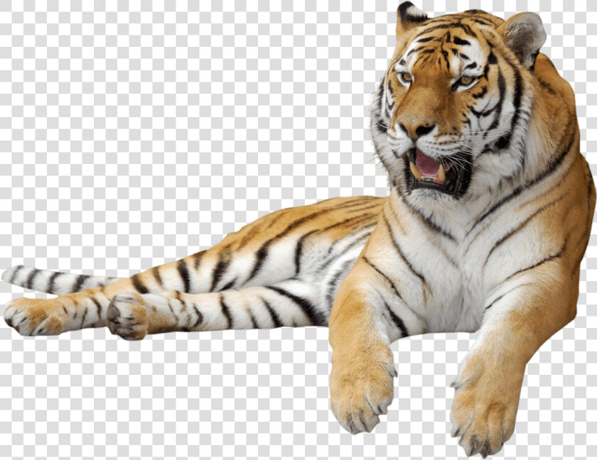 Tiger Png Clipart Picture   Tiger Transparent Background Png  Png DownloadTransparent PNG