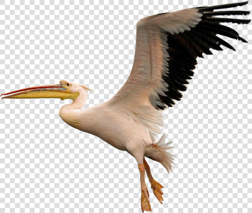 Transparent Seagulls Flying Png   American White Pelican Png  Png DownloadTransparent PNG