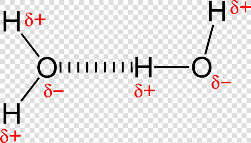 Hydrogen Bonding In Water 2d   Intermolecular Forces  HD Png DownloadTransparent PNG