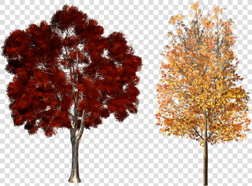 Clipart Fall Deciduous Tree   Fall Trees Png  Transparent PngTransparent PNG