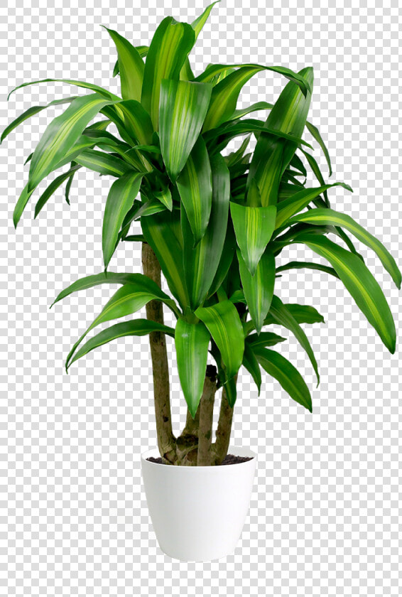 Dracaena Massangeana Stump   Dracaena Fragrans Png  Transparent PngTransparent PNG