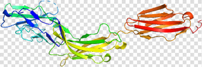 Myelin Associated Glycoprotein Ig Domains 1 3 Pdb Model   Graphic Design  HD Png DownloadTransparent PNG