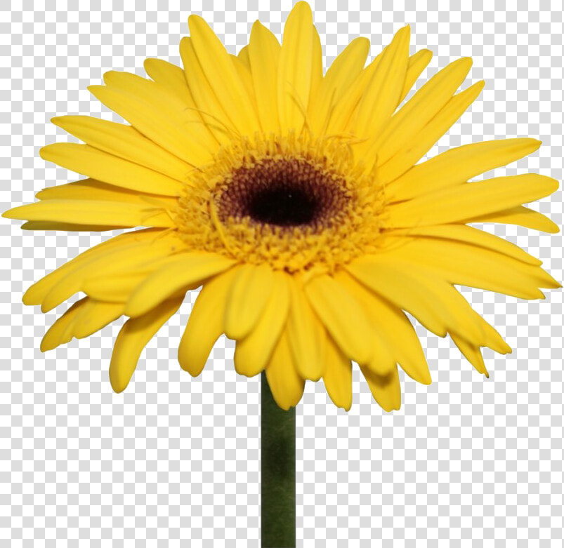 Daisy Flowers Png Transparent Background   Yellow Gerbera Daisy Png  Png DownloadTransparent PNG