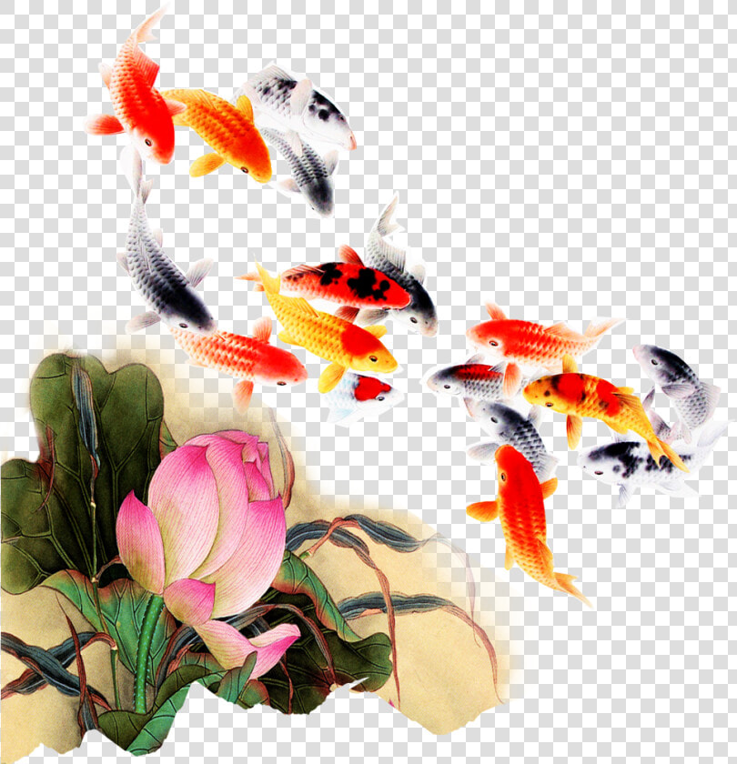 Computer File Kam Transprent Png Petal Organism   Transparent Background Koi Fish Png  Png DownloadTransparent PNG