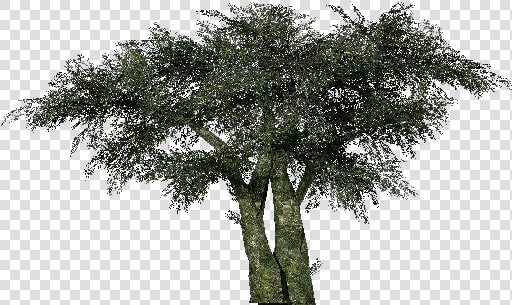 3d Trees   Olive Tree   Acca Software   Mexican Pinyon  HD Png DownloadTransparent PNG