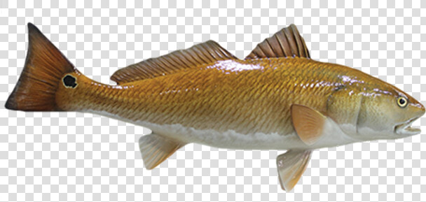 Perch  HD Png DownloadTransparent PNG