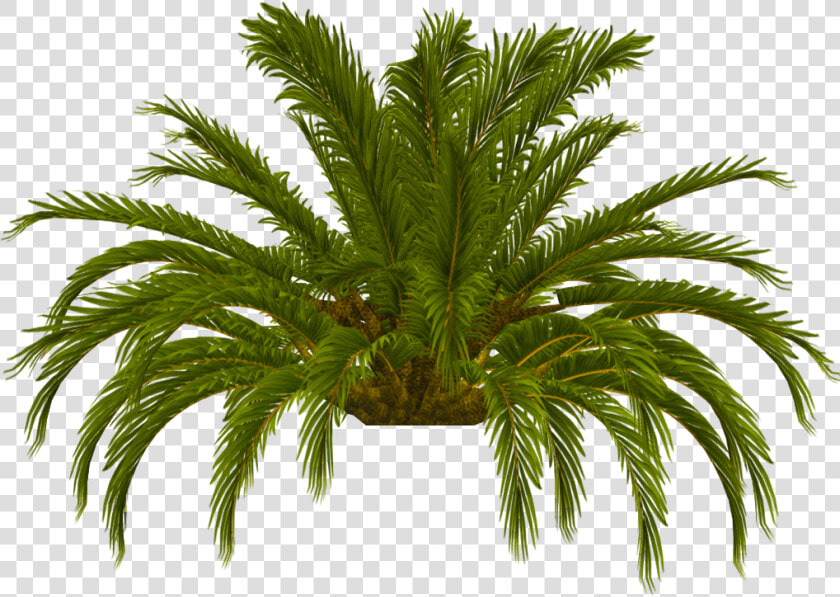 Palm Tree Top Photo Tru Palm Tree Top   Date Palm  HD Png DownloadTransparent PNG