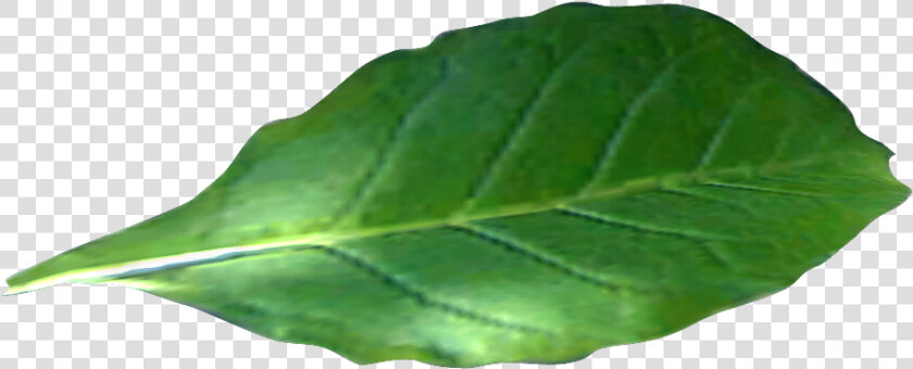 Green Tobacco Leaf Alone Photo   Tobacco Leaf No Background  HD Png DownloadTransparent PNG