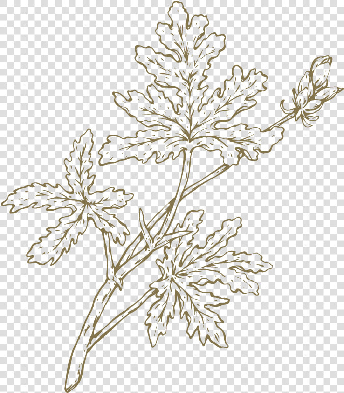 Oak Leaved Geranium Drawing  HD Png DownloadTransparent PNG