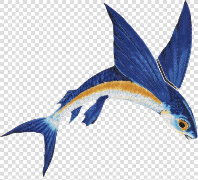 Flying Fish Png Clipart   Png Download   Flying Fish Png  Transparent PngTransparent PNG