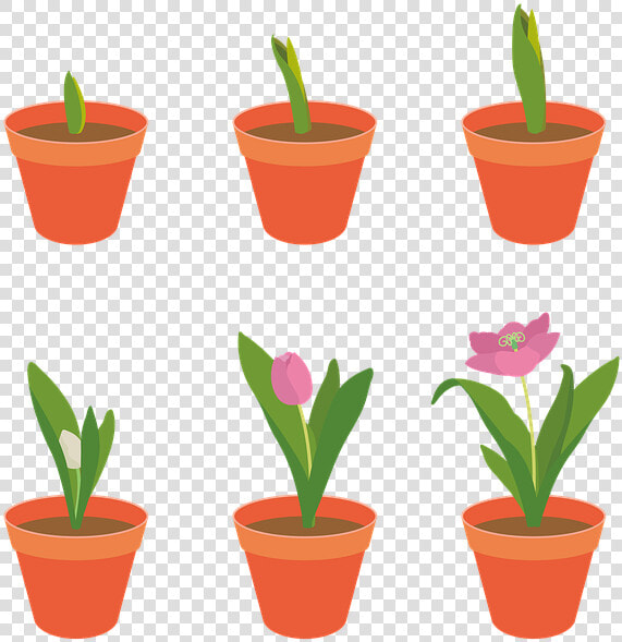 Tulip  Flowers  Garden  Plants  Growth  Spring  Pink   Crescimento Planta Png  Transparent PngTransparent PNG