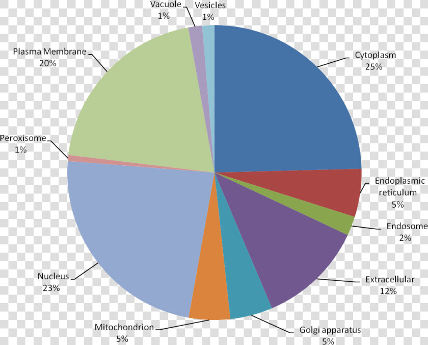 Ras Mutation And Leukemia  HD Png DownloadTransparent PNG