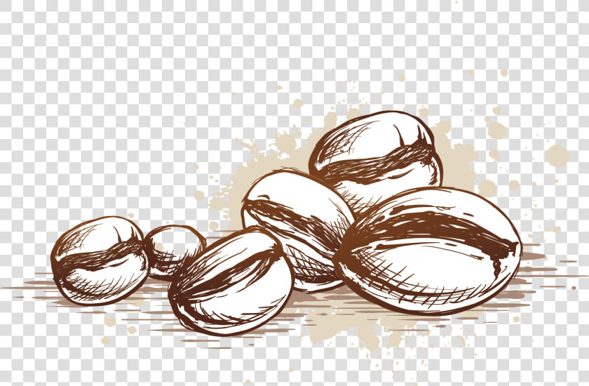 Beans Vector Coffee Seed   Coffee Bean Vector Png  Transparent PngTransparent PNG