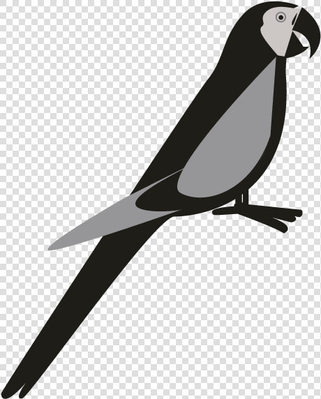 Parakeet  HD Png DownloadTransparent PNG