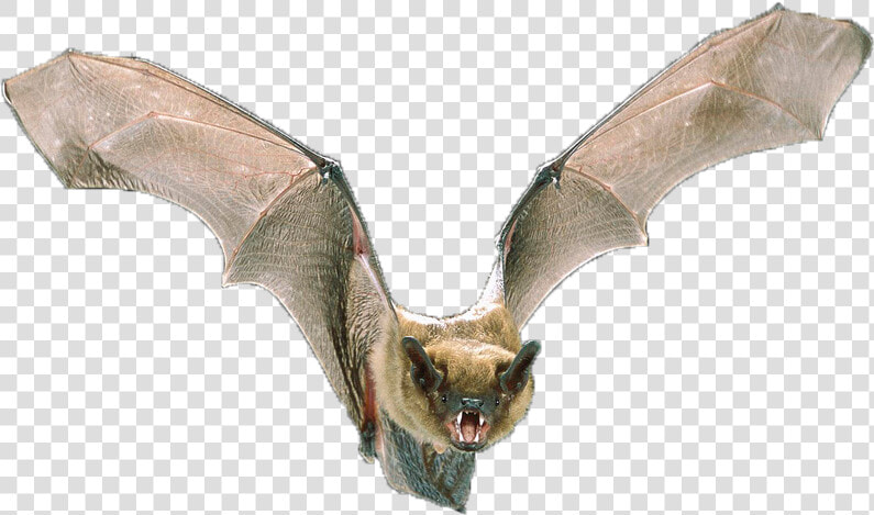 Big Brown Bat   Opinion About Bats  HD Png DownloadTransparent PNG