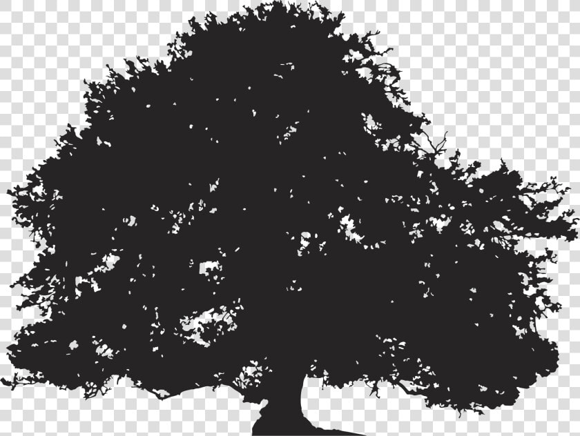 Oak Silhouette Tree Illustration   Transparent Background Tree Silhouette  HD Png DownloadTransparent PNG