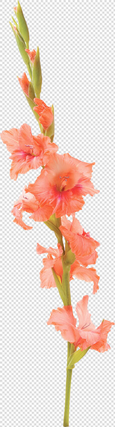 Clip Art Gladiolus Flower Tattoo   Watercolor Gladiolus Flower Tattoo  HD Png DownloadTransparent PNG