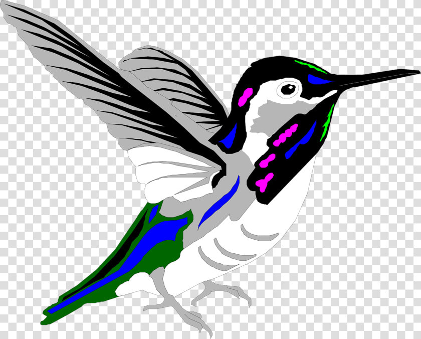 Humming Bird Png  Transparent PngTransparent PNG