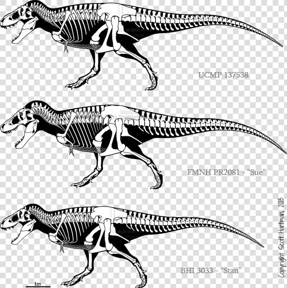 Carcharodontosaurus Skeleton   Png Download   Triceratops Vs T Rex Size  Transparent PngTransparent PNG