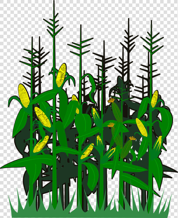 Corn  Svg  Vector   Pohon Jagung Animasi  HD Png DownloadTransparent PNG