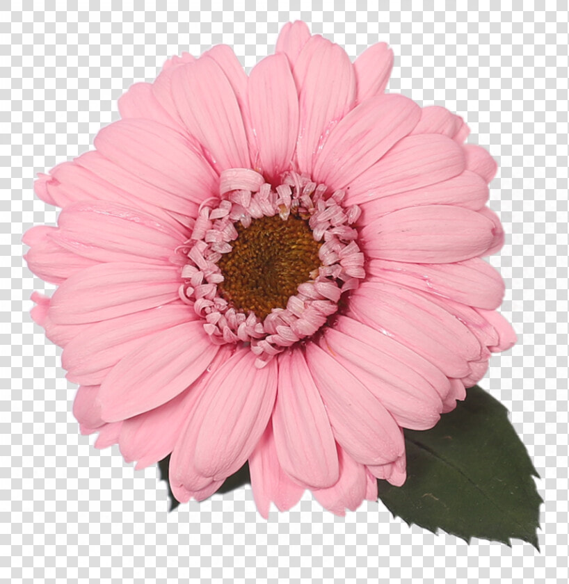 Barberton Daisy  HD Png DownloadTransparent PNG