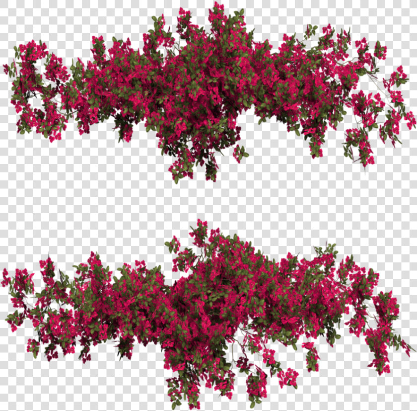 Bougainvillea Png  Transparent PngTransparent PNG