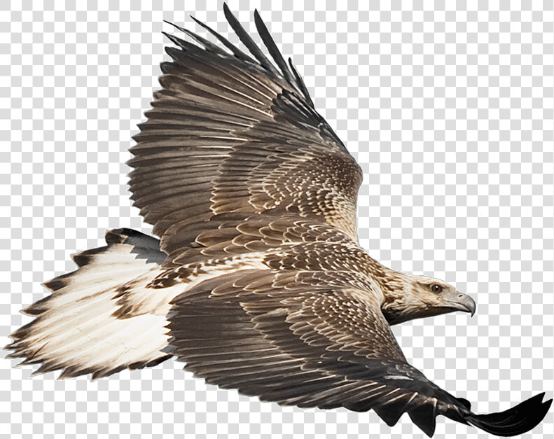 Eaglecam Logo   White Bellied Sea Eagle Png  Transparent PngTransparent PNG