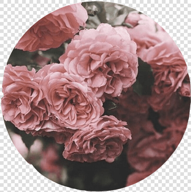 Aesthetic Roses Tumblr Overlay Circle Cute Pink Interes   Overlay Aesthetic Png Circle  Transparent PngTransparent PNG