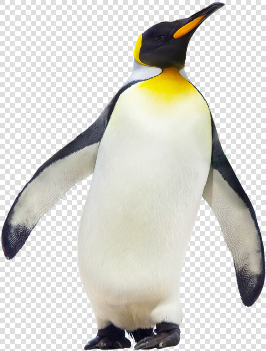 Penguin Clipart Emperor Penguin   Penguin White Background  HD Png DownloadTransparent PNG