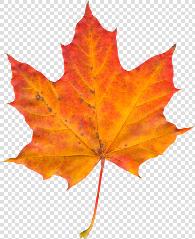 Autumn Leaf Png Image   Autumn Leaf Png  Transparent PngTransparent PNG