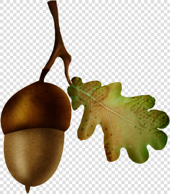 Acorn Oak Nut Fruit   Gambel Oak  HD Png DownloadTransparent PNG