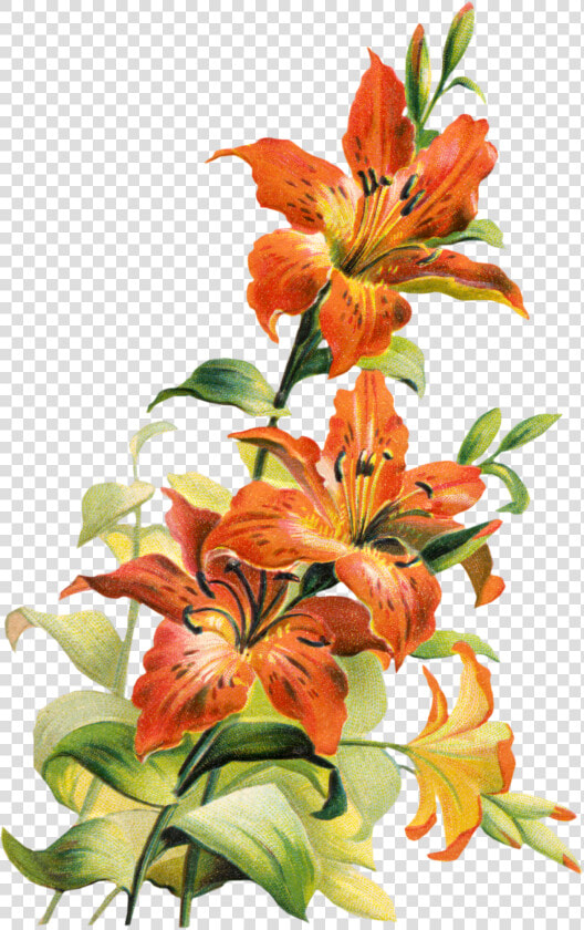 Tiger Lily Cliparts   Tiger Lily Flower Art  HD Png DownloadTransparent PNG