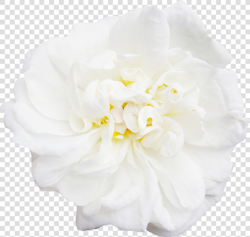 White Flower Peony   Japanese Camellia  HD Png DownloadTransparent PNG