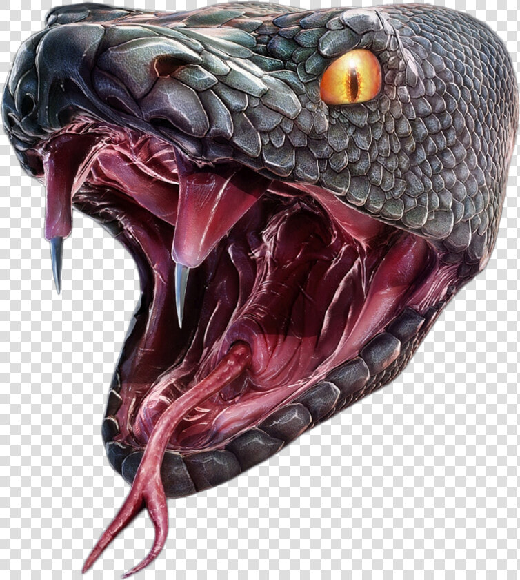 Snake Head Png   Anaconda Png  Transparent PngTransparent PNG