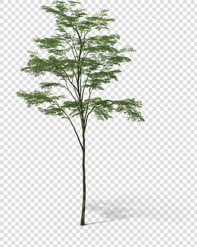 Arbol Sin Fondo Photoshop  HD Png DownloadTransparent PNG