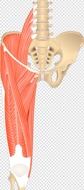 Pelvic Girdle Muscles Unlabeled  HD Png DownloadTransparent PNG