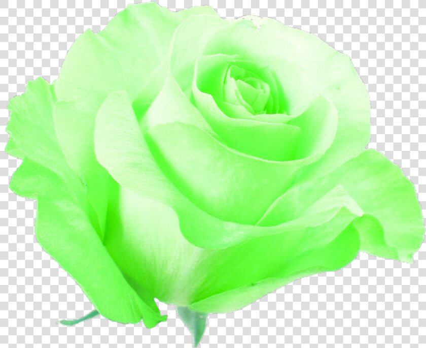  green  flower  neon  pretty  freetoedit   Flowers Neon Green Png  Transparent PngTransparent PNG