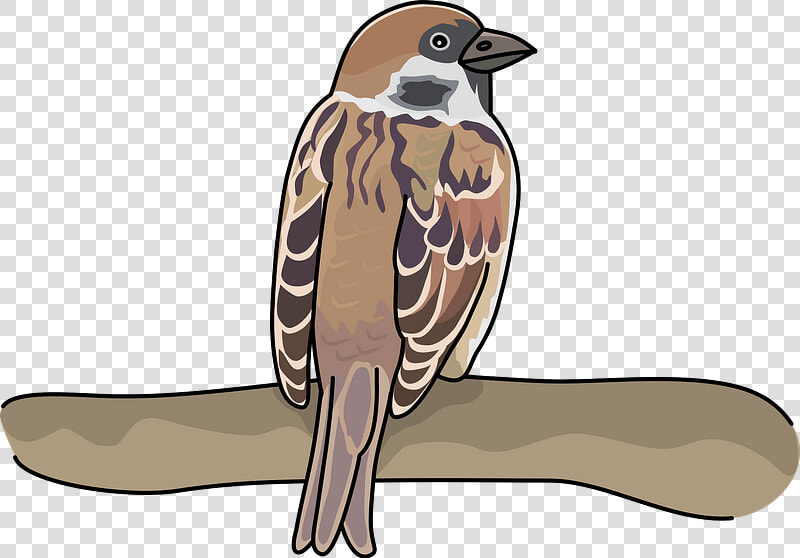 Sparrow Bird Clipart   House Sparrow  HD Png DownloadTransparent PNG