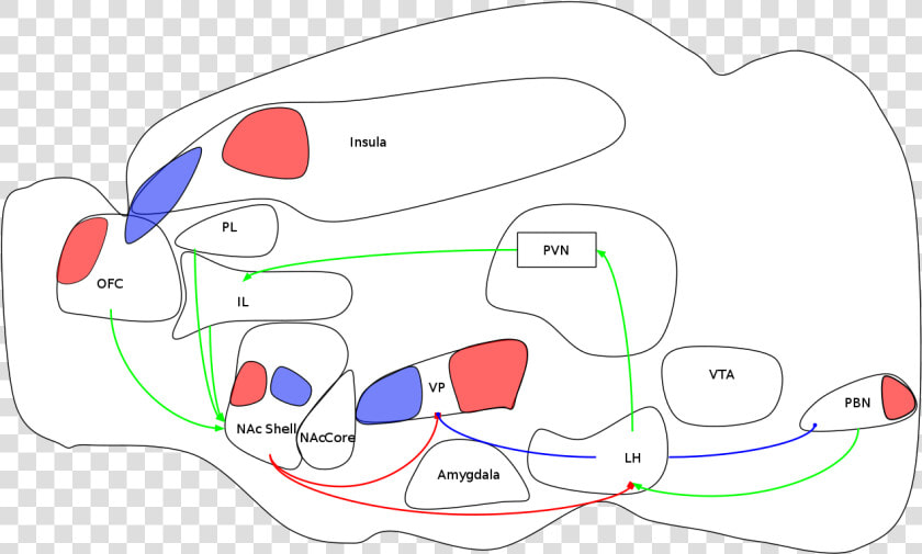 Diagram Of Reward System  HD Png DownloadTransparent PNG