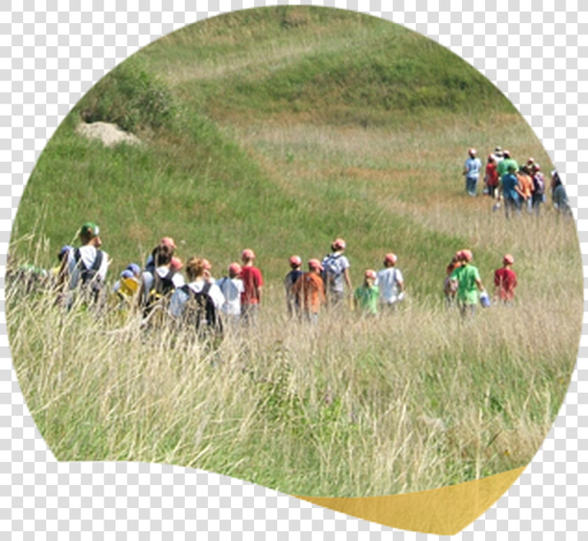 Grassland  HD Png DownloadTransparent PNG