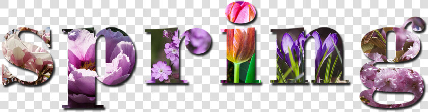 Spring Season Nature Background Violet Pink   Spring Season Images Hd  HD Png DownloadTransparent PNG