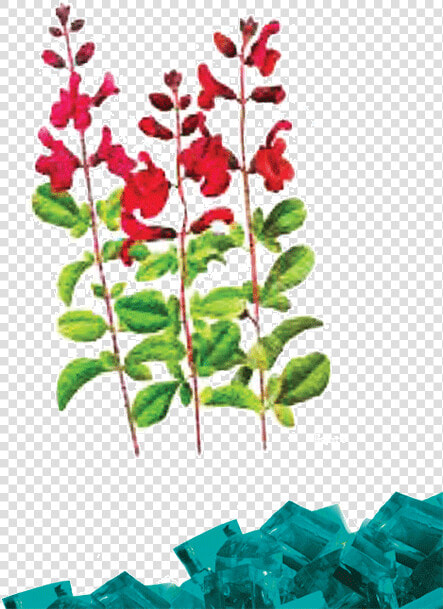 Crape Myrtle  HD Png DownloadTransparent PNG