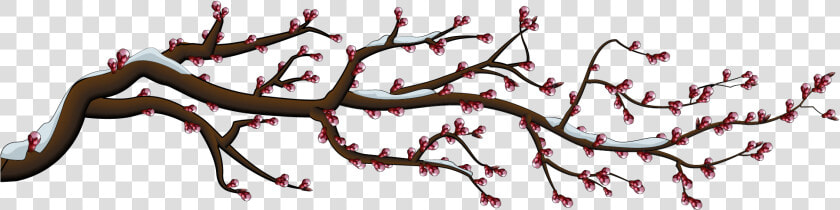 It Blooms In Spring After 810 Years   Cherry Blossom  HD Png DownloadTransparent PNG