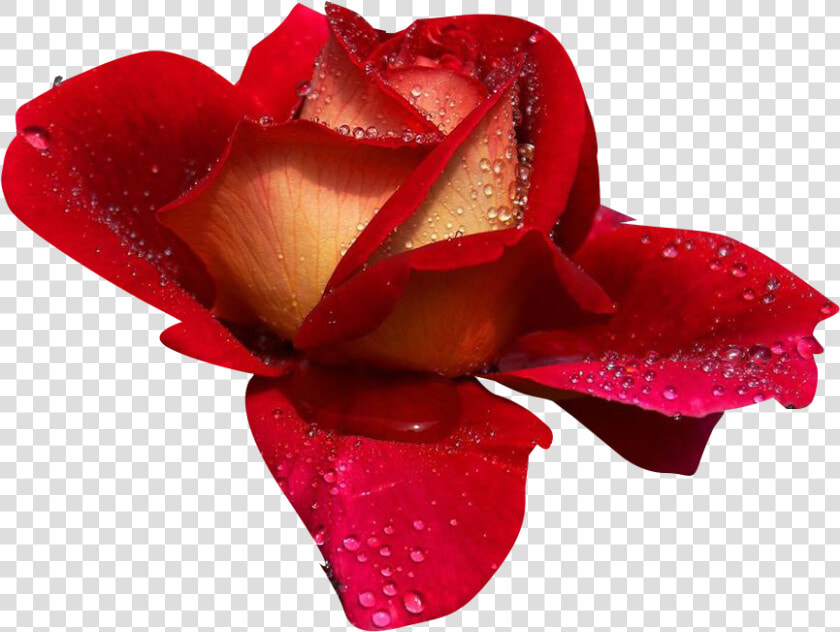 Rosas   Rosas De Amor Png  Transparent PngTransparent PNG