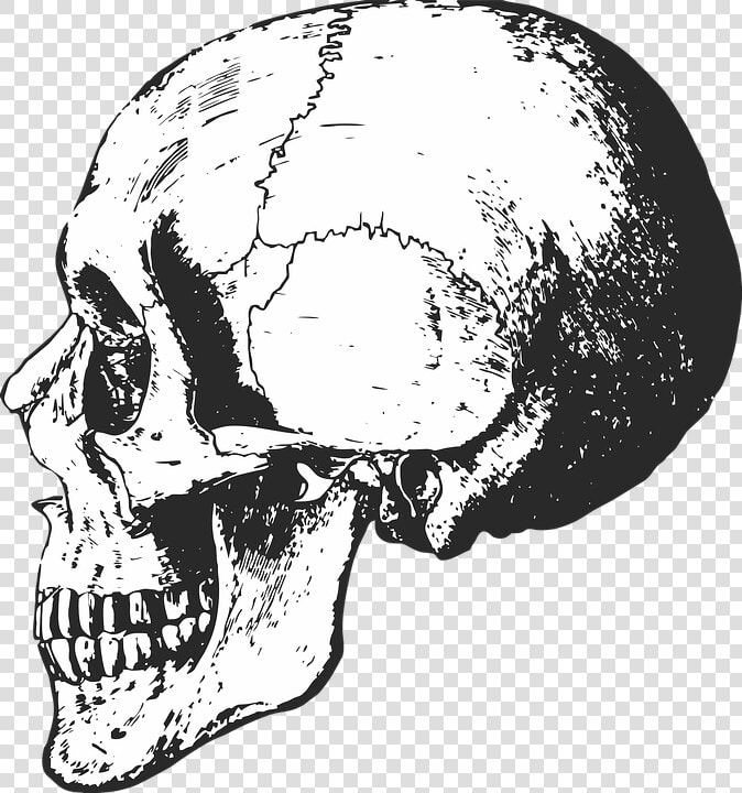 Skeleton  Skull  Bones  Halloween  Dead  Horror  Death   Black And White Skeleton Skull  HD Png DownloadTransparent PNG