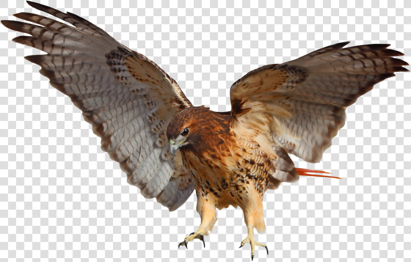 Tribal Impressions Rrd El   Red Tailed Hawk Png  Transparent PngTransparent PNG