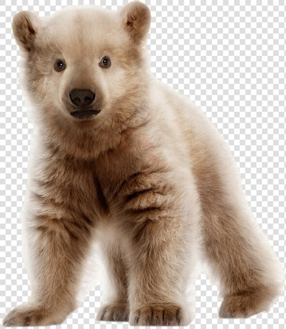 Bear Cub Png   Polar Bear And Grizzly Bear Cub  Transparent PngTransparent PNG