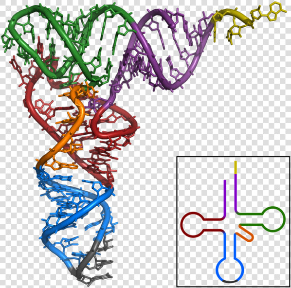 Image   Ribosomal Rna  HD Png DownloadTransparent PNG