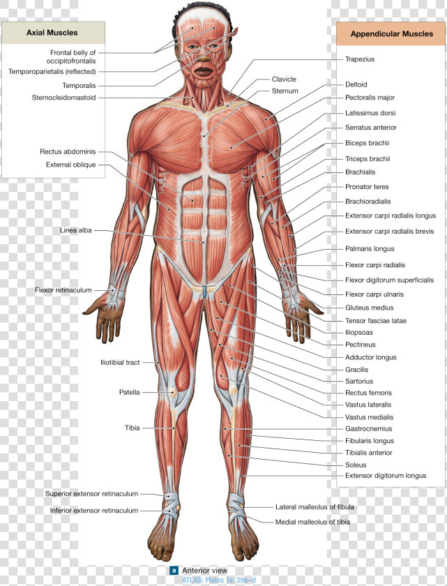 Descriptive Terms Are Used To Name Skeletal Muscles   Man  HD Png DownloadTransparent PNG