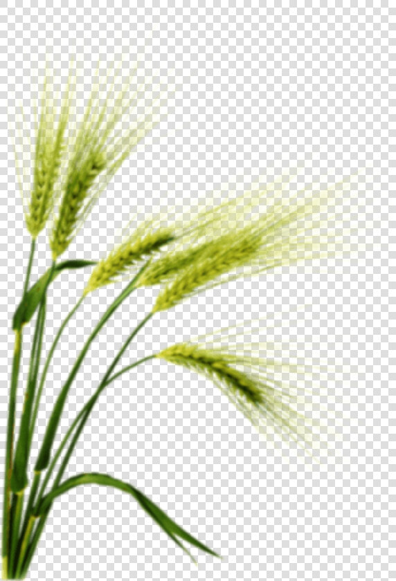 Family botany flowering Plant white Pine triticale food   Barley Png  Transparent PngTransparent PNG